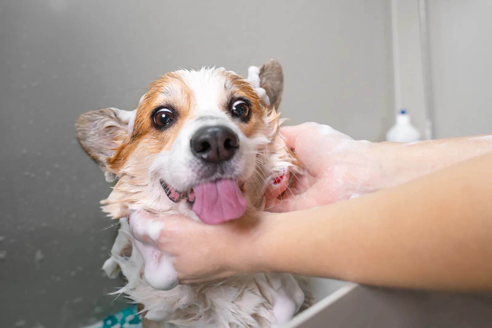 A happy corgi enjoying a gentle, bubbly bath